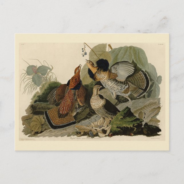 Cartão Postal Agrupamento Rachado - das Aves da América de Audub (Frente)