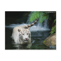 Água branca do tigre