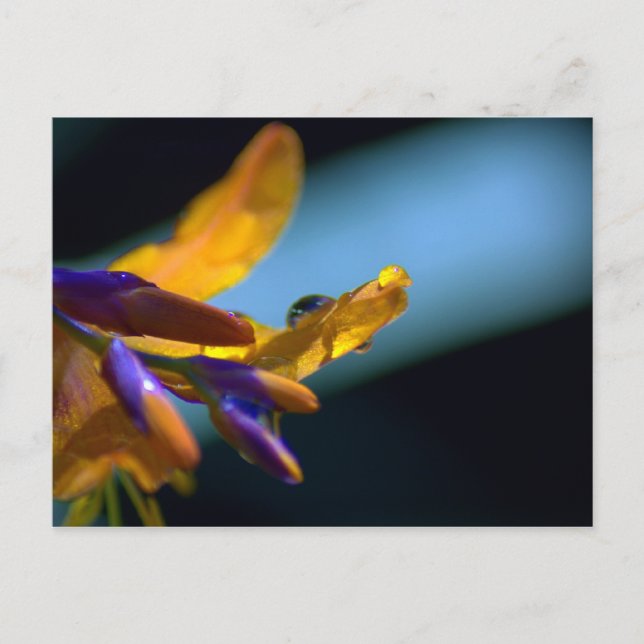 Cartão Postal Água Cai Nas Pétalas (Frente)