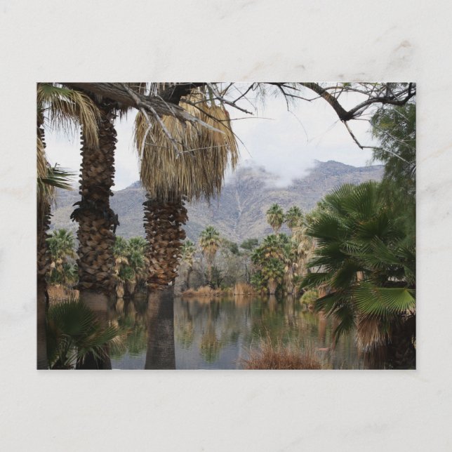 Cartão Postal Agua Caliente Park Tucson Az (Frente)