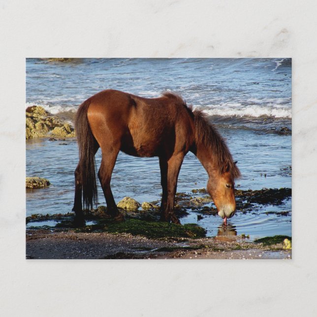Cartão Postal Água do Mar de Licitação South Devon Dartmoor Pony (Frente)