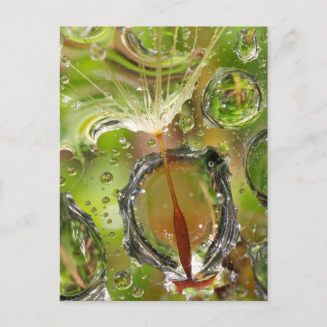 Cartão Postal Água em sementes de dandelion, AC (Frente)