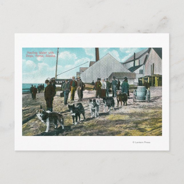 Cartão Postal Água Hauling com CãesNome, AK (Frente)