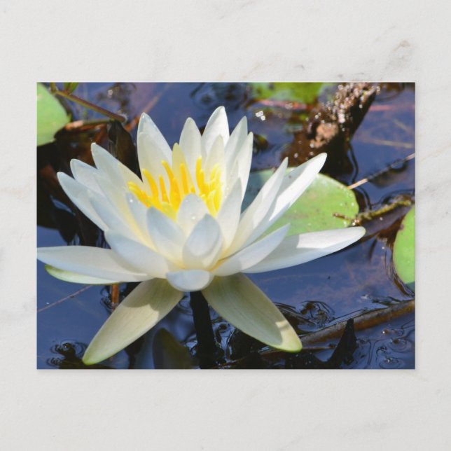 Cartão Postal Água Lily (Frente)