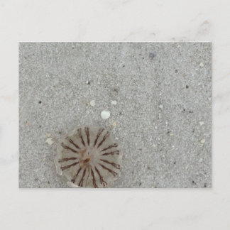 Cartão Postal Água-viva