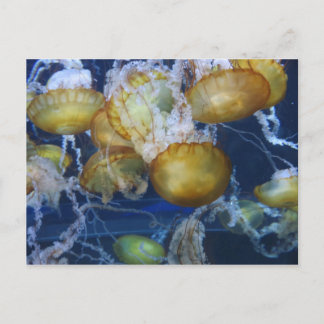 Cartão Postal Água-viva no Aquário