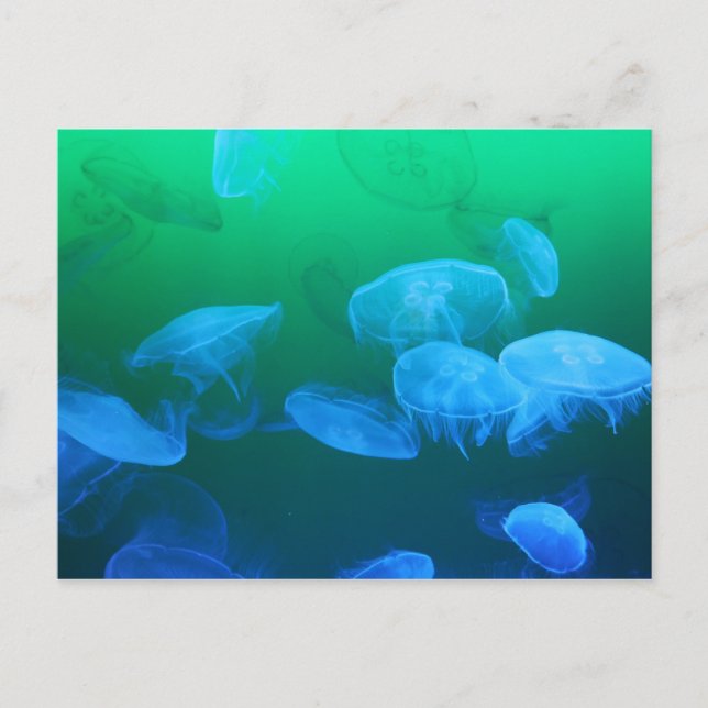Cartão Postal Água-viva Transparente (Frente)