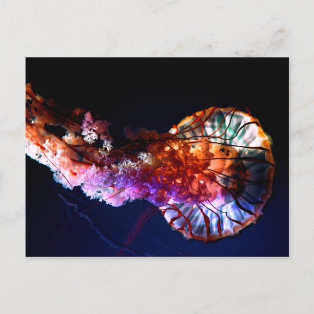 Cartão Postal Água-viva tropical submarina vibrante (Frente)