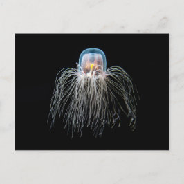 Cartão Postal Água-viva (turritopsis nutriicula)
