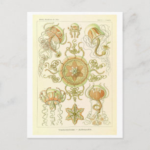 Cartão Postal Água-viva Vintage por Haeckel