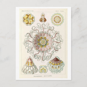 Cartão Postal Água-viva Vintage por Haeckel