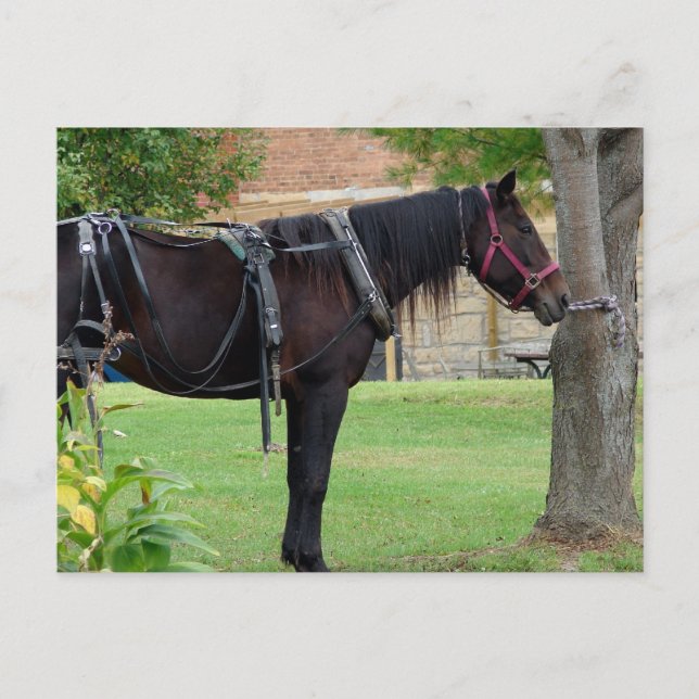 Cartão Postal Aguardando (Frente)