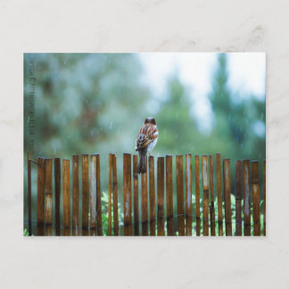 Cartão Postal Aguardando_luz