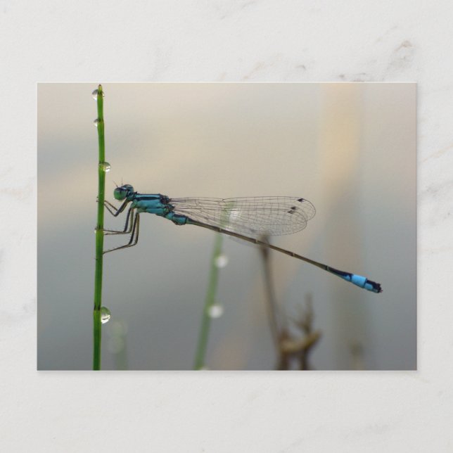 Cartão Postal Aguardando, macro Blue Damselfly (Frente)