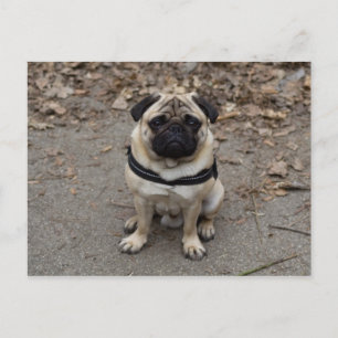 Cartão Postal Aguardando Pug