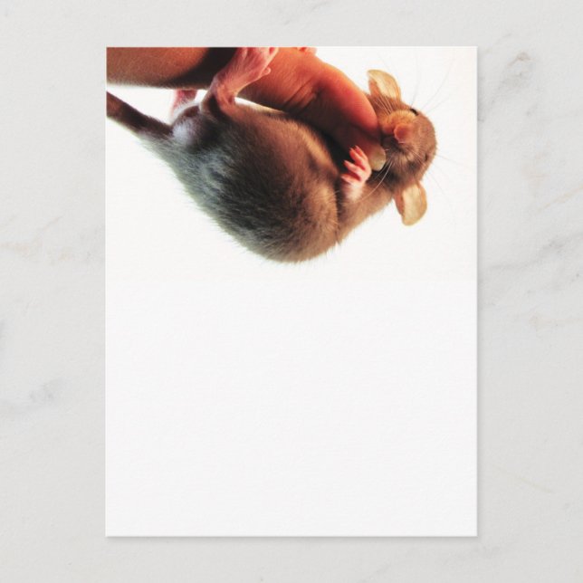 Cartão Postal Aguente aí Rato (Frente)