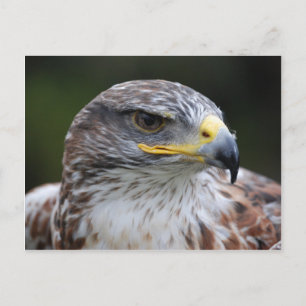 Cartão Postal Águia