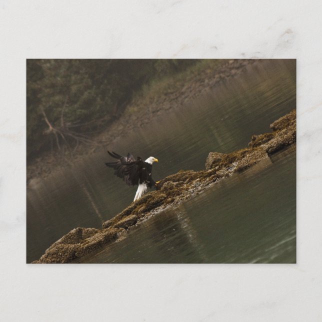 Cartão Postal Águia (Frente)