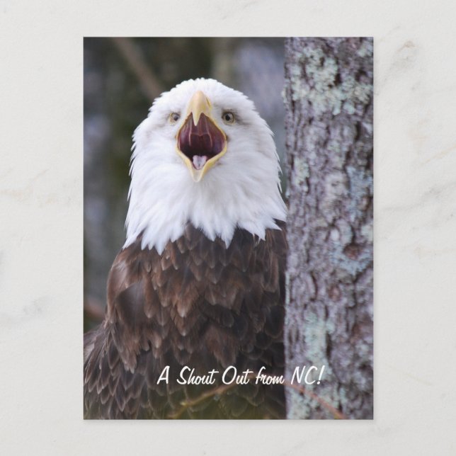 Cartão Postal Águia (Frente)