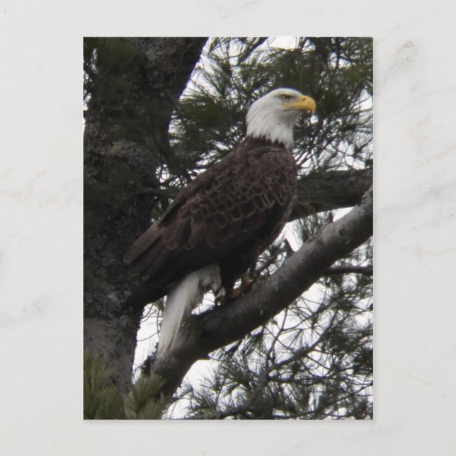 Cartão Postal Águia 10 (Frente)