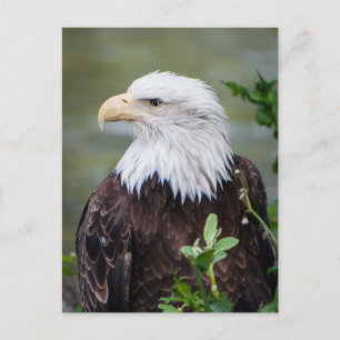 Cartão Postal Águia americana