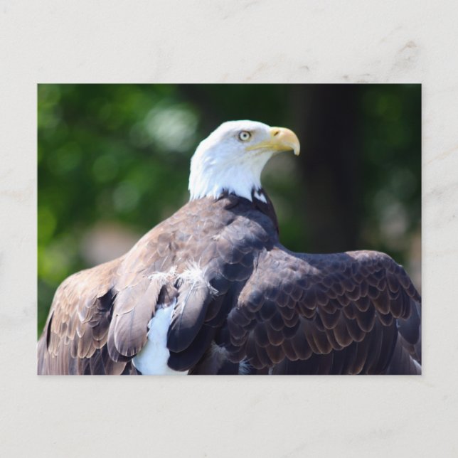 Cartão Postal Águia Americana (Frente)