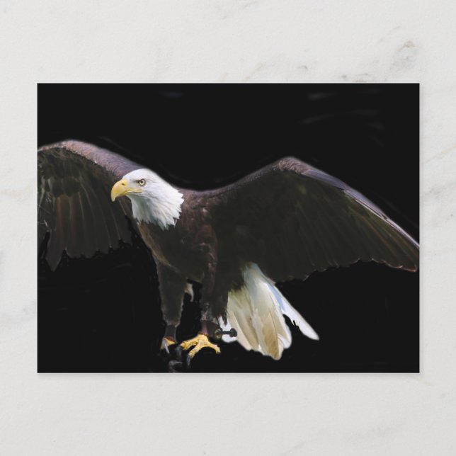 Cartão Postal Águia Americana (Frente)