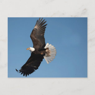 Cartão Postal Águia Americana em Voo