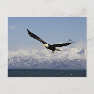 Cartão Postal Águia Americana em Voo, Haliaeetus leucocephalus,