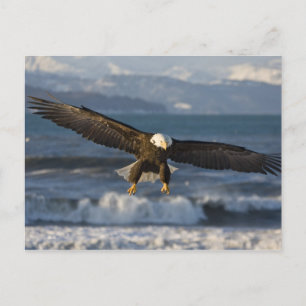Cartão Postal Águia Americana, Haliaeetus leucocephalus, Homer, 
