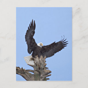 Cartão Postal Águia americana (leucocephalus do Haliaeetus) com