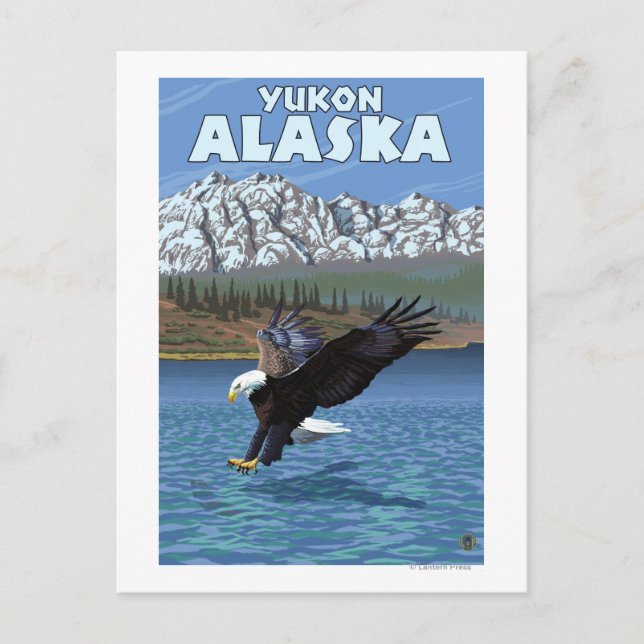 Cartão Postal Águia Americana Mergulhando - Yukon, Alasca (Frente)