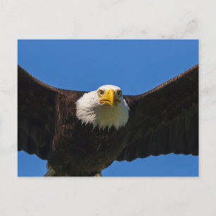 Cartão Postal Águia Americana passa voando perto