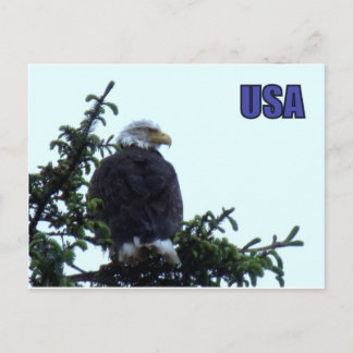 Cartão Postal Águia Bald Americano