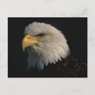 Cartão Postal Águia Bald Americano