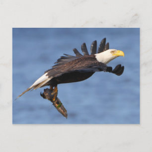 Cartão Postal Águia Bald Americano