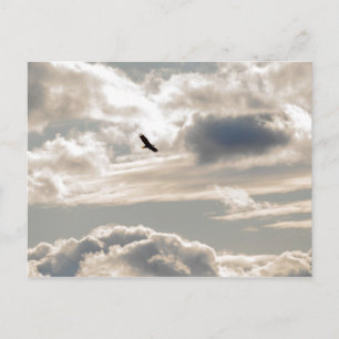 Cartão Postal Águia Bald Soaring
