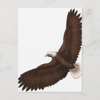 Cartão Postal Águia Bald Soaring