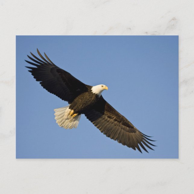 Cartão Postal Águia Balda, Haliaeetus leucocephalus, Homer, 4 (Frente)