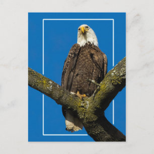 Cartão Postal Águia caida com borda