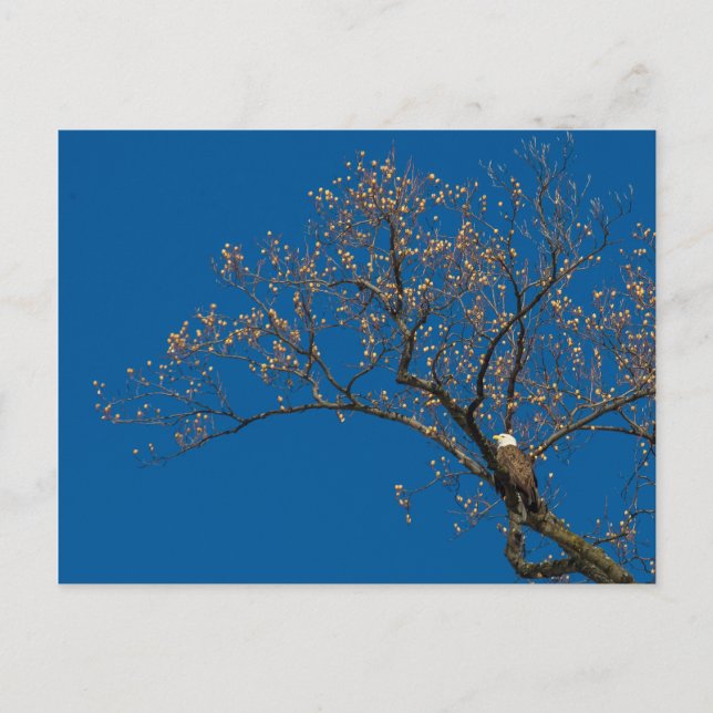 Cartão Postal Águia Cálida Em Uma Árvore De Tulipas (Frente)