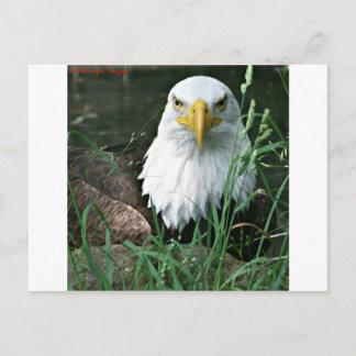 Cartão Postal águia careca