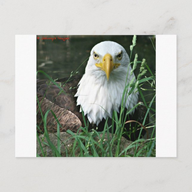 Cartão Postal águia careca (Frente)