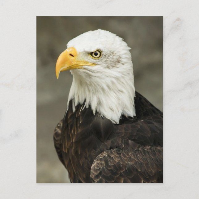 Cartão Postal Águia-careca (Frente)