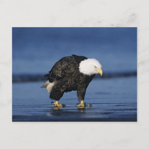 Cartão Postal Águia-careca