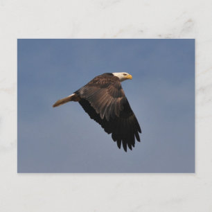 Cartão Postal Águia-careca-americana