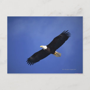 Cartão Postal Águia-careca em alta altitude, Alasca