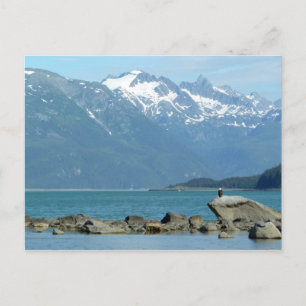 Cartão Postal Águia-careca em Skagway Alasca