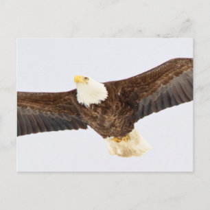 Cartão Postal Águia-careca em voo