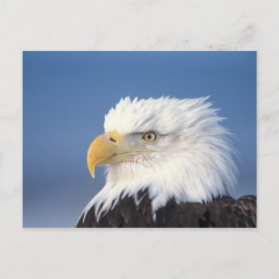 Cartão Postal águia-careca, Haliaeetus leuccocephalus,